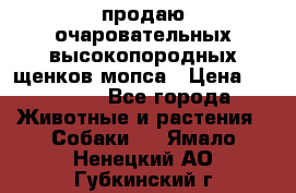 продаю очаровательных высокопородных щенков мопса › Цена ­ 20 000 - Все города Животные и растения » Собаки   . Ямало-Ненецкий АО,Губкинский г.